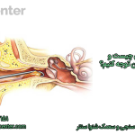 جرم گوش چیست و چرا باید به آن توجه کنیم؟